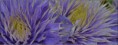 /album/fleurs-dun-jardin-2015/dsc-5240-copie-jpg/